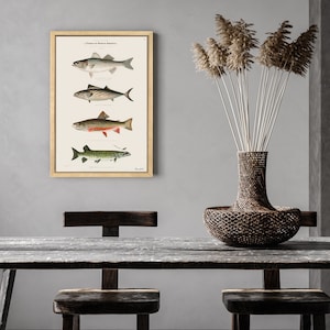 Denton&#39;s North American Fishes, Vintage Ichthyology Illustration Series, Antique Fish Art Print, Nautical Wall Art Print, Kitchen Home Decor