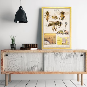Vintage educatieve anatomiekaart honingbij - Apis Mellifica - muurkunst in Hebreeuwse taal