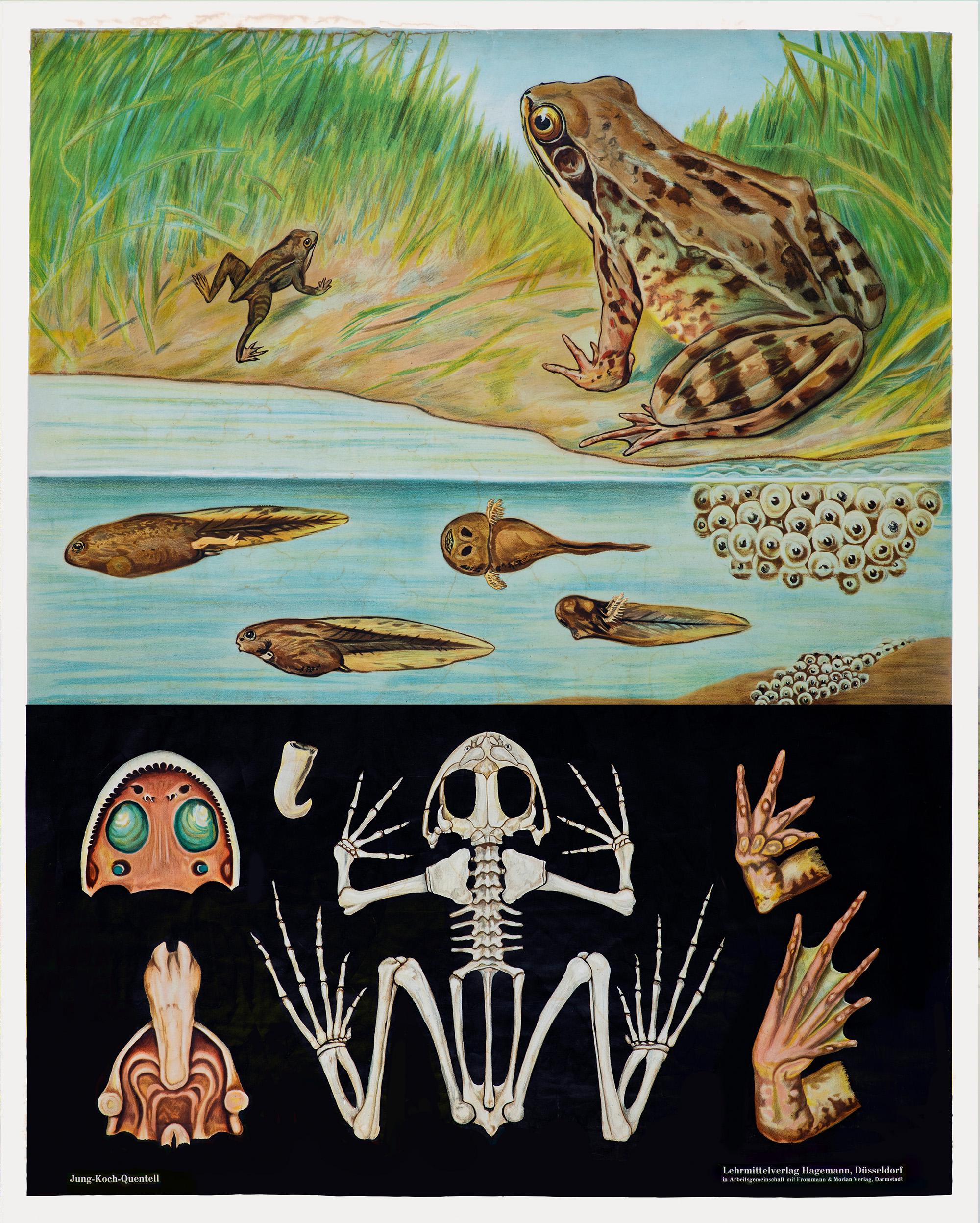 Frog Hatching Frog Life Cycle Educational Wall Art - Vintage Scientific Print - Etsy