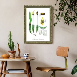 Polytrichum Commune Moss Vintage Botanical Print Wall Art Nature Illustration Botanical Poster, Botany Decor Nature Lover Gift Antique Print