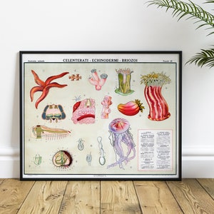 Authentieke anatomische kaart van het zeeleven uit de jaren 40, vintage giclée print oceaansoorten, wetenschapsposter kunst aan de muur