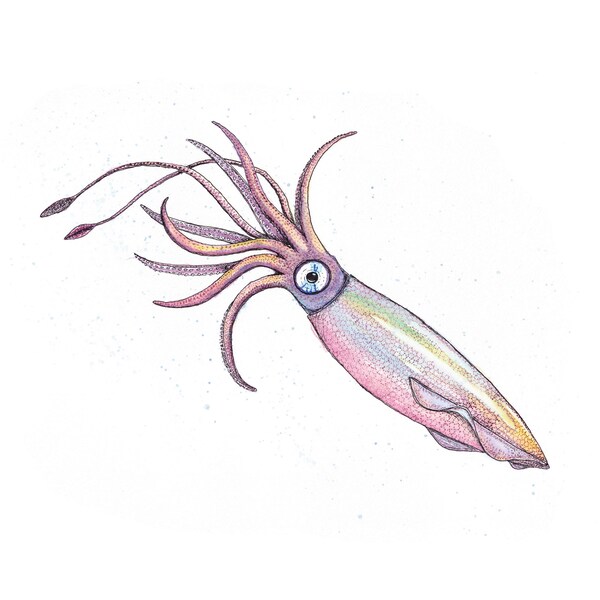 Nautical Rainbow Squid Watercolor Downloadable Printable Coastal Beach Wall Art Decor