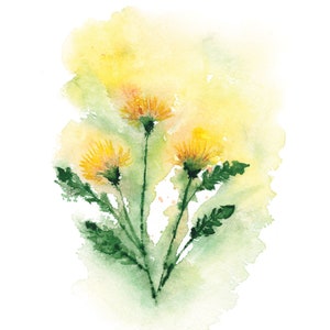 4 X 6 Loose Dandelion Flower Watercolor Print Greeting card image 4