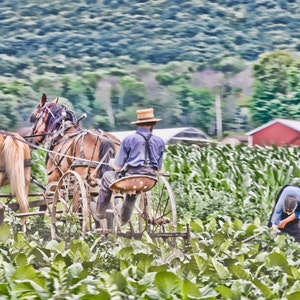 Amish, Amish Photo