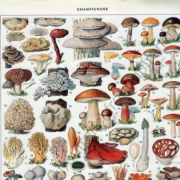 Edible Mushroom Botanical Fungi LAROUSSE Vintage French Illustration Print Poster Digital Instant Download Printable JPG File PNG Clipart