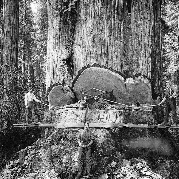 Large Redwood Sequoia Logging Photo Big Logs Giant Tree Cut California Loggers Vintage Photo Picture Old Print 459C