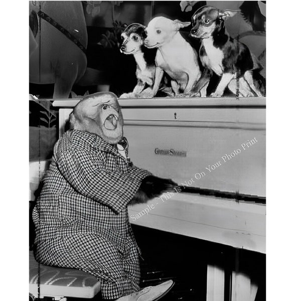 Funny Monkey Puppy Dog Playing Piano Animal Humour vintage Photo Art Work Black and White Picture Print Photography Antique Photo 9673