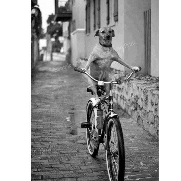 Bicycle Puppy Dog Riding Bike Cycle Weird Vintage Photo Freaky Odd Strange Weird Vintage Print Crazy Animal Funny Old 1115