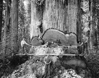 Large Redwood Sequoia Logging Photo Big Logs Giant Tree Cut California Loggers Vintage Photo Picture Old Print 459C