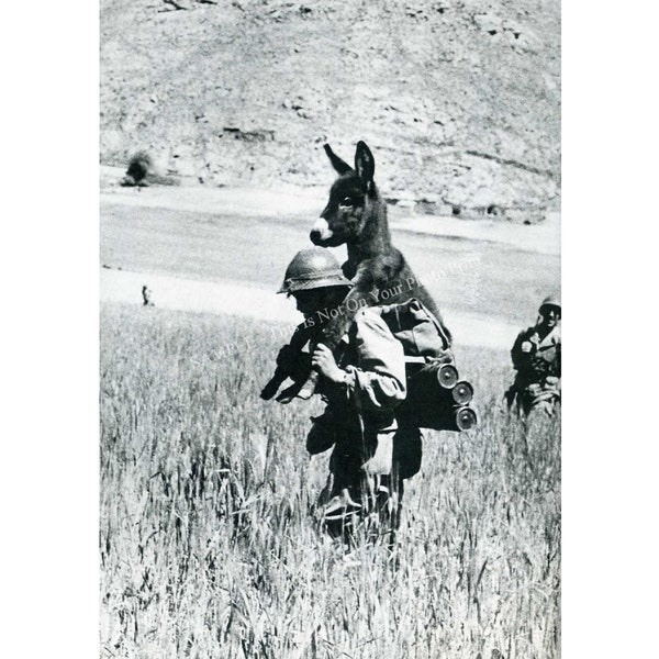 Hero Soldier Carrying Donkey War WW2 Strange Funny Vintage Photo Military Old Photo Print Picture  Black and White Cool Gift 223
