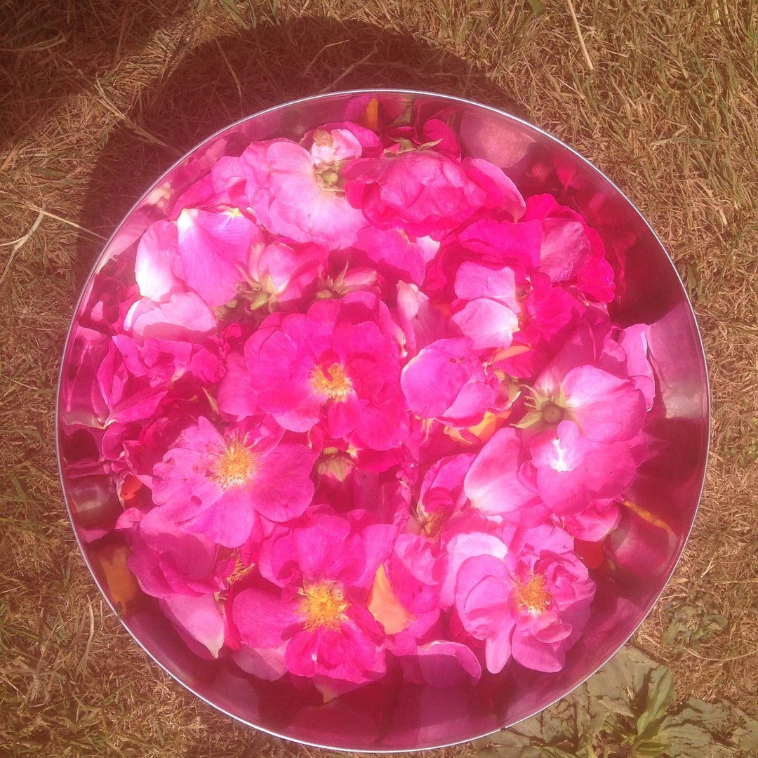 Rose Petal Tincture, Rosa Gallica X Officinalis, 12, 50 Etsy UK