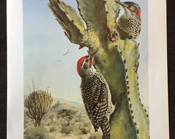 Nubian Woodpecker: Réna Fennessy Bird Poster Print