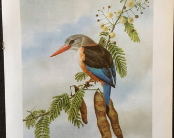 Gray-headed Kingfisher Réna Fennessy 1975 Bird Poster