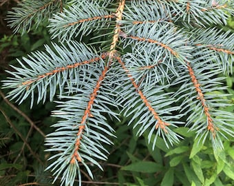 1/4 funta świeżych organicznych igieł świerka kłującego
