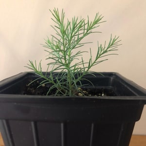 Giant Sequoia Tree Sapling