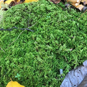 Live Fresh Organic Delicate Fern Moss