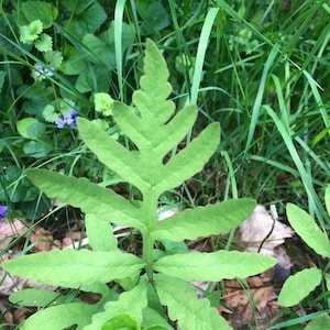 5 Live Young Sensitive Ferns Bare Root
