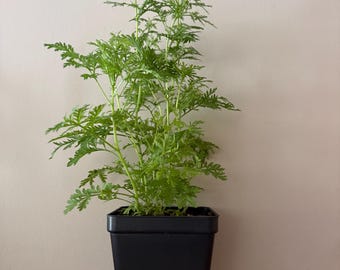 Sweet Annie/Sweet Wormwood Herb Live Plant