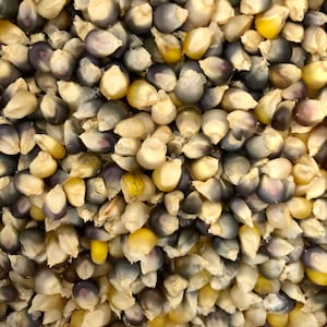 Peut inclure: Gros plan sur un tas de grains de maïs colorés. Les grains présentent un mélange de couleurs, notamment du blanc, du jaune et des nuances de violet et de bleu. L'image met en valeur la texture et la variété du maïs.