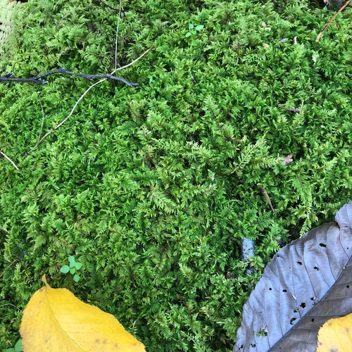 Live Fresh Organic Delicate Fern Moss