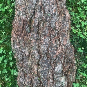May include: Close-up of a tree trunk with a rough, brown bark texture. The bark has a natural, weathered look with a mix of light and dark brown tones. The trunk is surrounded by green grass.