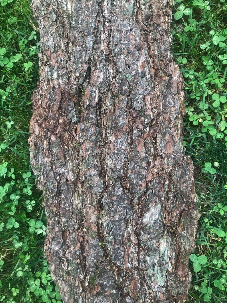 May include: Close-up of a tree trunk with a rough, brown bark texture. The bark has a natural, weathered look with a mix of light and dark brown tones. The trunk is surrounded by green grass.