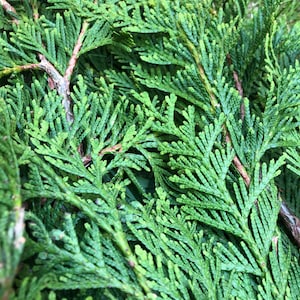 2 Ounces Dried Organic Juniper Tips