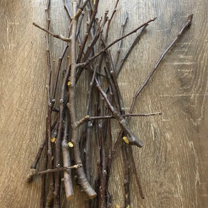 15 Apple Tree Branches/ Chews