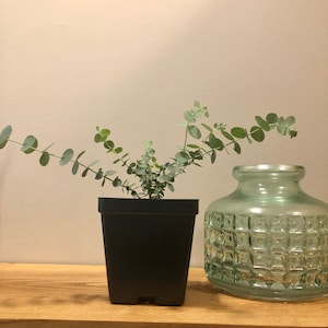 10 Seeds of Baby Blue Eucalyptus