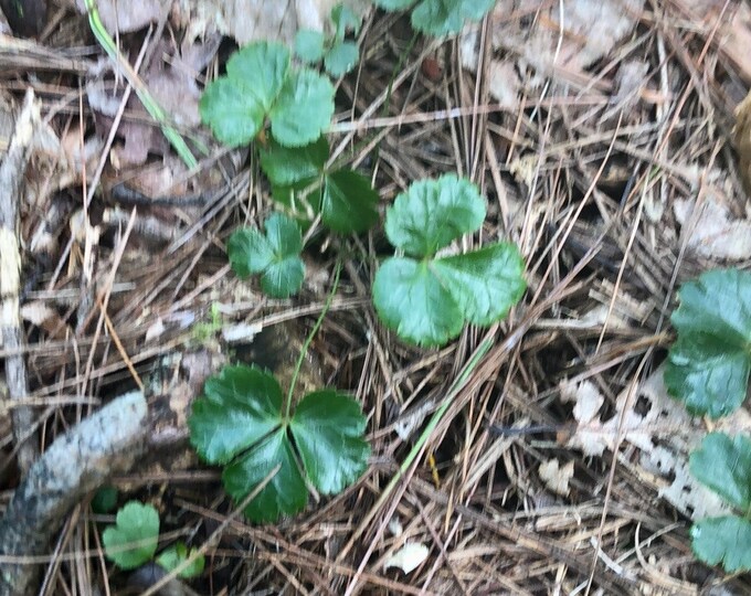 Three Leaf Goldthread Bare Root 3 Plants - Etsy