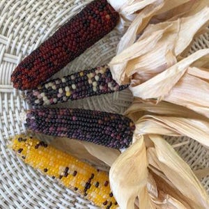 May include: Four ears of colorful Indian corn with dried husks, arranged on a white woven surface. The corn kernels are various colors, including red, purple, yellow, and black. The husks are a light tan color.
