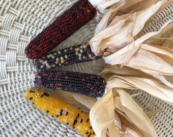 Seconds 5 Mini Indian Corn Ears