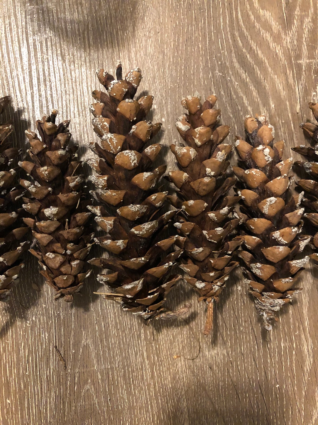 25 Organic Eastern White Pine Cones Etsy