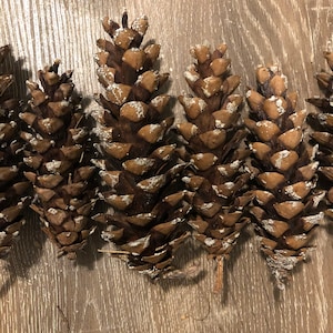 25 Organic Eastern White Pine Cones