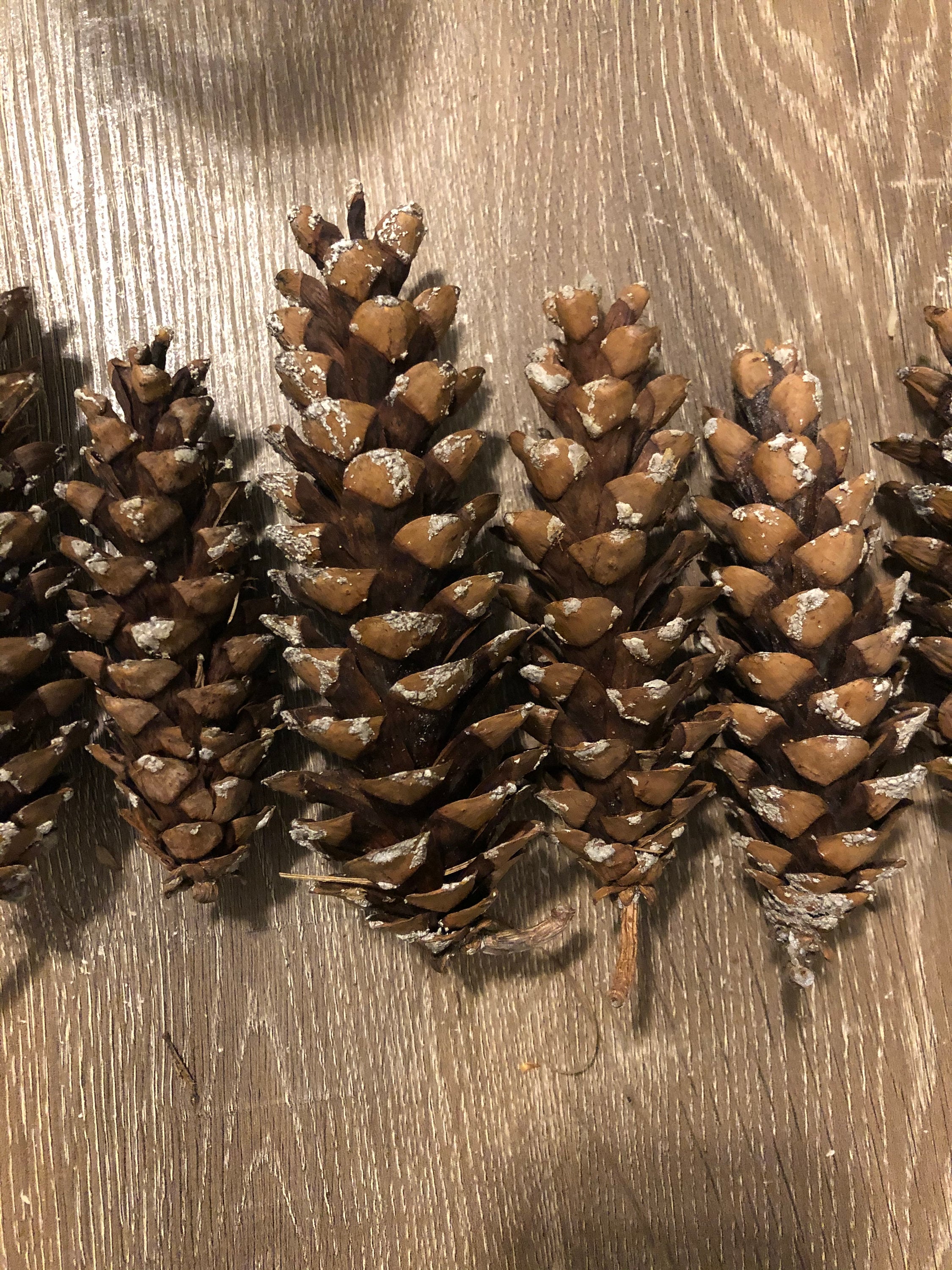 Pinecones, 5 Bushels, White Tipped