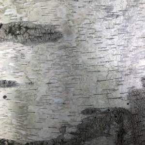 May include: Close-up of birch tree bark. The bark is mainly white with dark horizontal lines and patches of grey and brown. The texture is rough and detailed, showcasing the natural patterns of the tree.