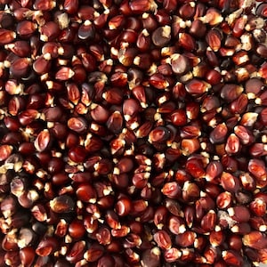 May include: A close-up of a pile of red popcorn kernels. The kernels are a deep burgundy colour with white tips, creating a textured pattern. The image highlights the natural texture and colour of the popcorn.