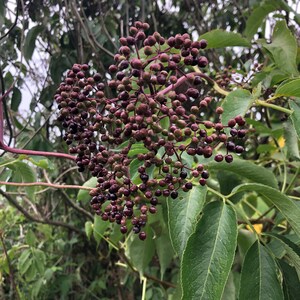 1 Ounce Organic Dried Elderberries