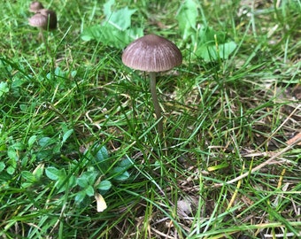 May include: A close-up shot of several small mushrooms growing in a grassy area. The mushrooms have brown caps and slender stems. The grass is green and lush, with some leaves visible.