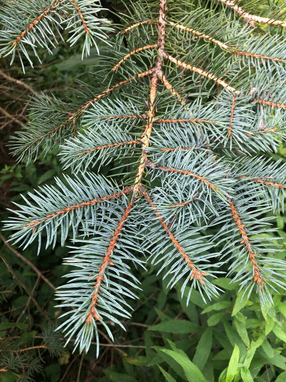 1/4 Pound Fresh Organic Blue Spruce Needles Etsy UK