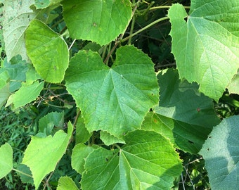 Organic Dried Grape Leaves