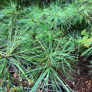 1/4 Pound Fresh Organic Eastern White Pine Needles