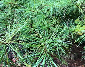 1/4 Pound Fresh Organic Eastern White Pine Needles