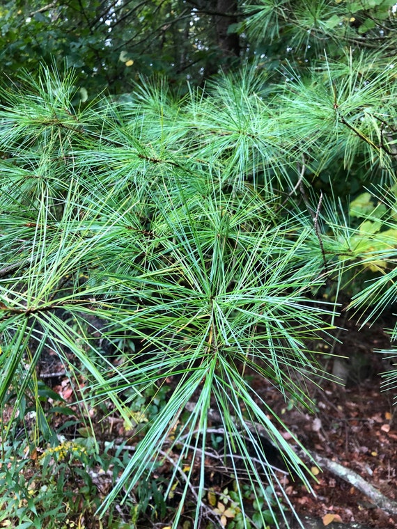 1/4 Pound Fresh Organic Eastern White Pine Needles