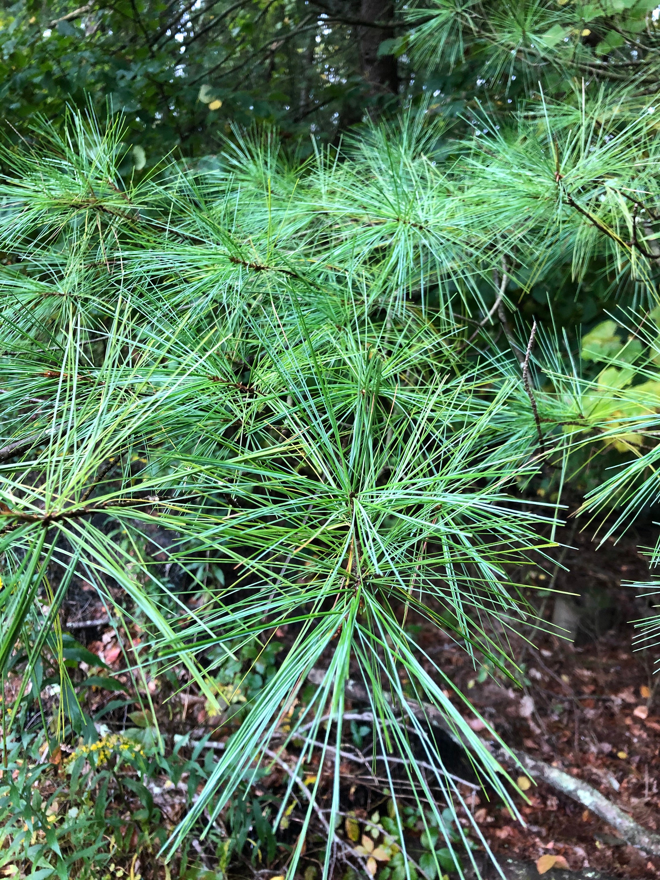 1/4 Pound Fresh Organic Eastern White Pine Needles Etsy Israel