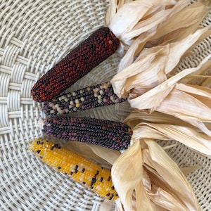 Miniature Indian Corn Ears
