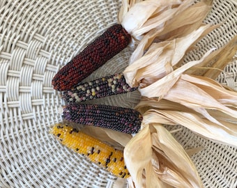 Miniature Indian Corn Ears