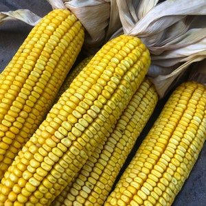 6 Ears Fresh Picked Dried Yellow Field Corn