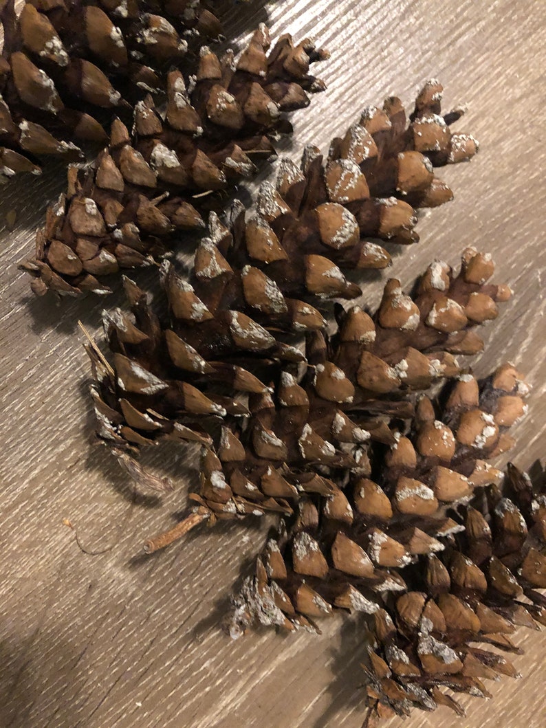 25 Organic Eastern White Pine Cones Etsy