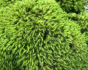 May include: Close-up of a patch of vibrant green moss with a soft, fuzzy texture.